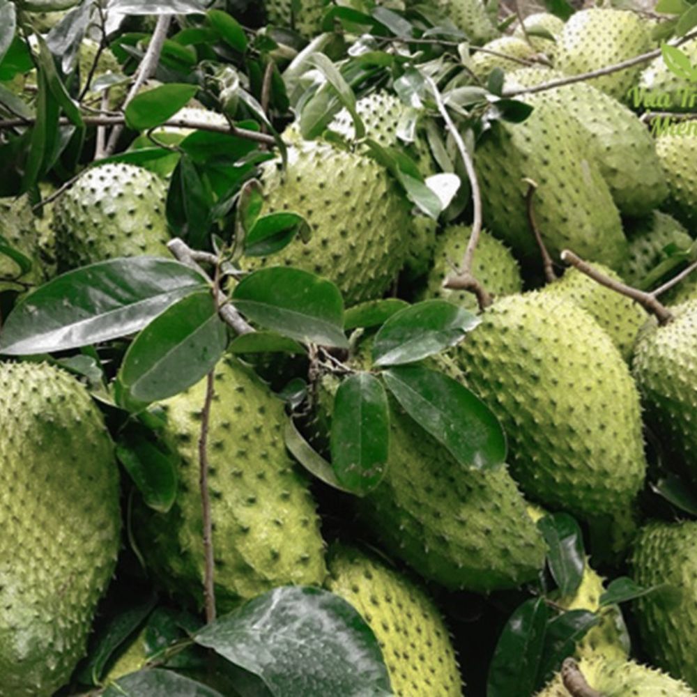 Nông Dân Ở Hậu Giang Đã Trồng Giống Mãng Cầu Gì Mà Bán Được Cả Trái Lẫn Lá?